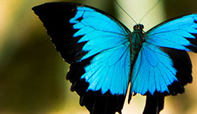 Wingwave und Hypnose Coaching in Wil.